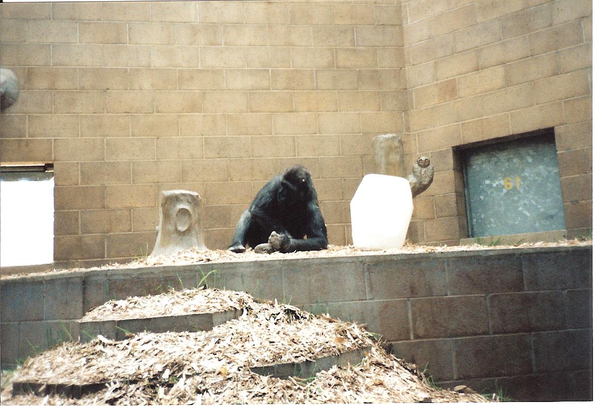 Bristol Zoo July 1989 - Inside Great Ape House