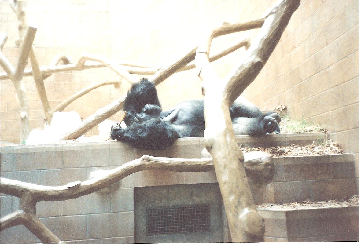 Bristol Zoo July 1989 - Inside Great Ape House