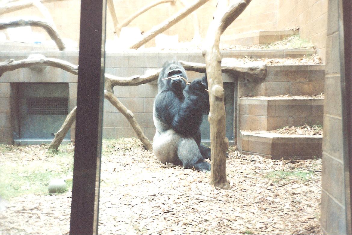 Bristol Zoo July 1989 - Inside Great Ape House