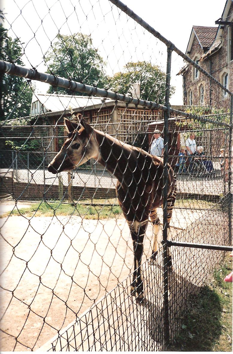 Bristol Zoo July 1989 - Okapi Enclosure