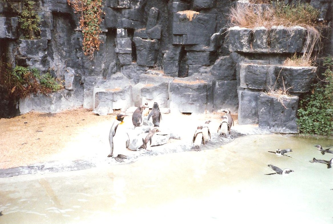 Bristol Zoo July 1989 - Old 'Main' Penguin Pool