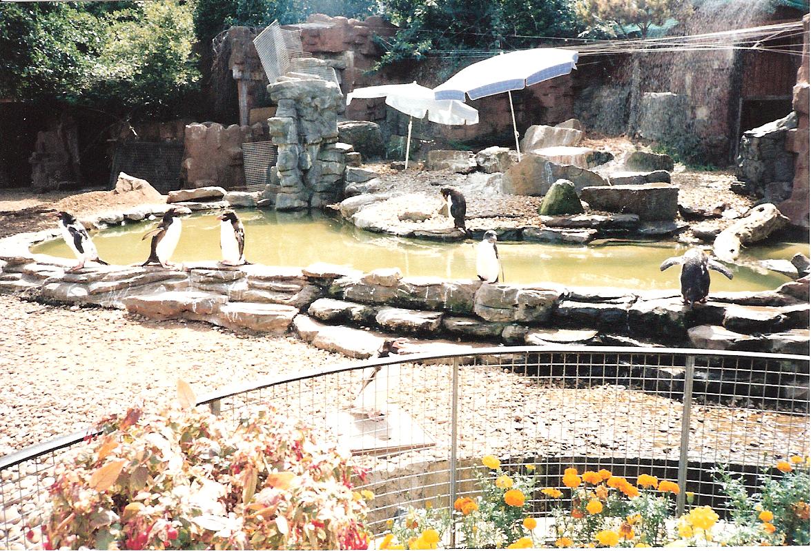 Bristol Zoo July 1989 - 'Old' Penguin Pool