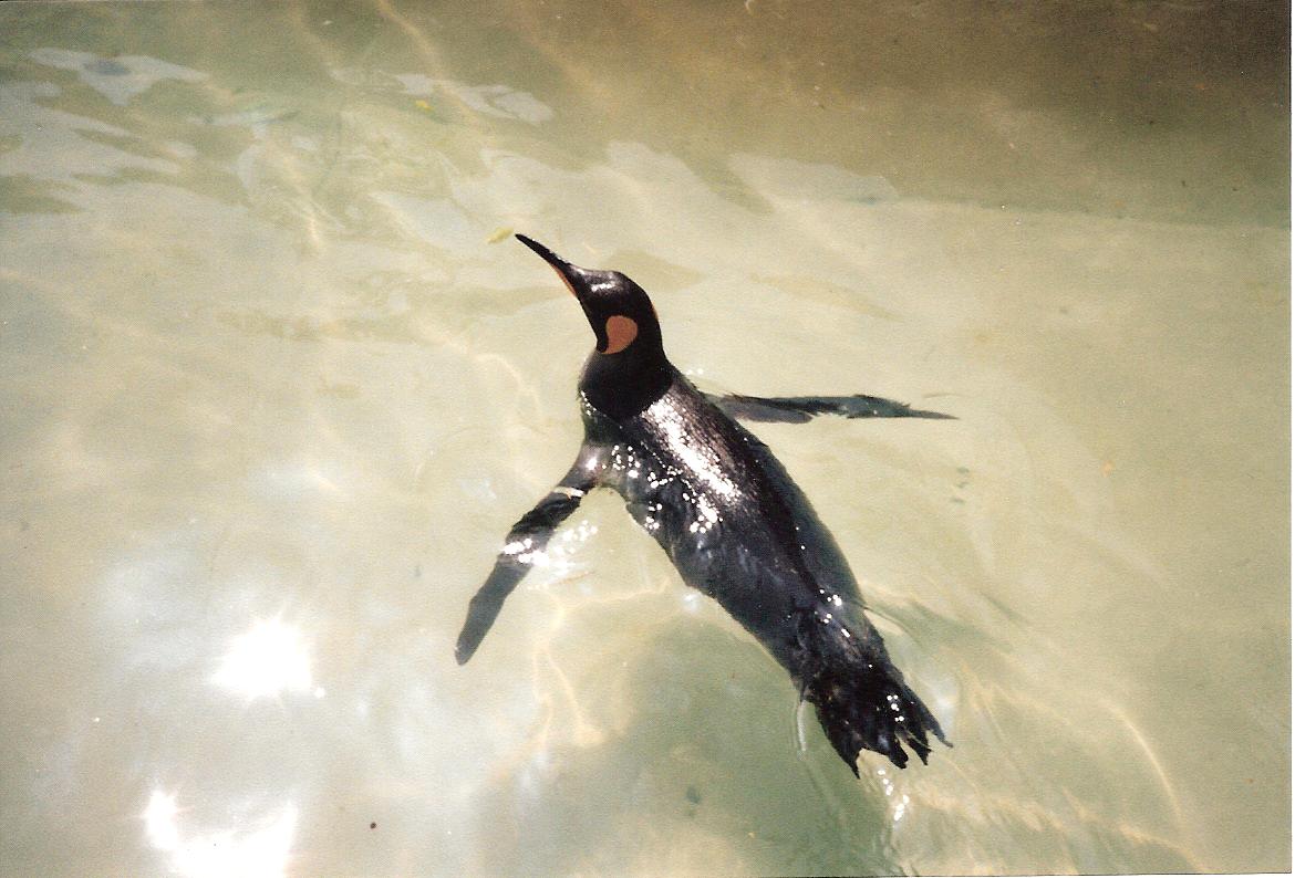 Bristol Zoo July 1989 - 'Old' Penguin Pool
