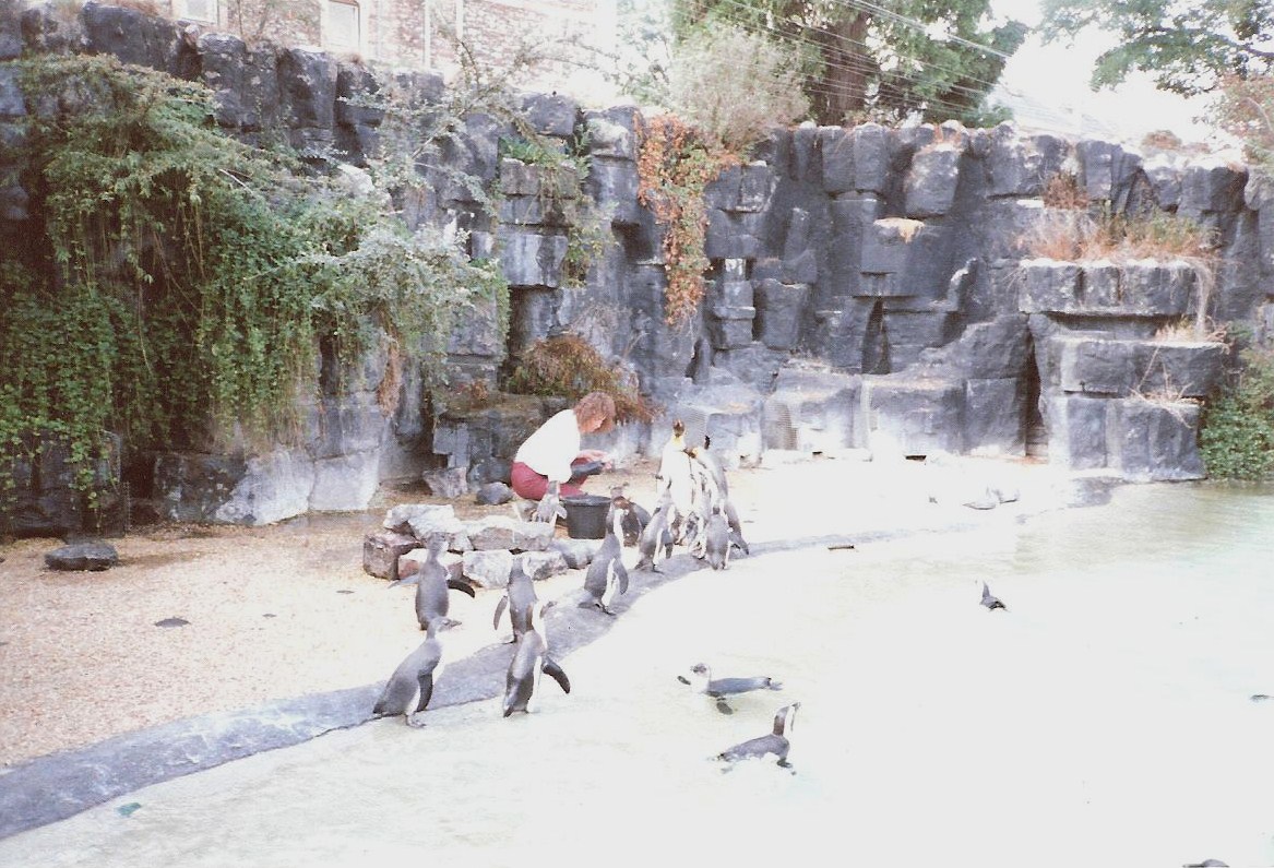 Bristol Zoo July 1989 - Old Penguin Pool