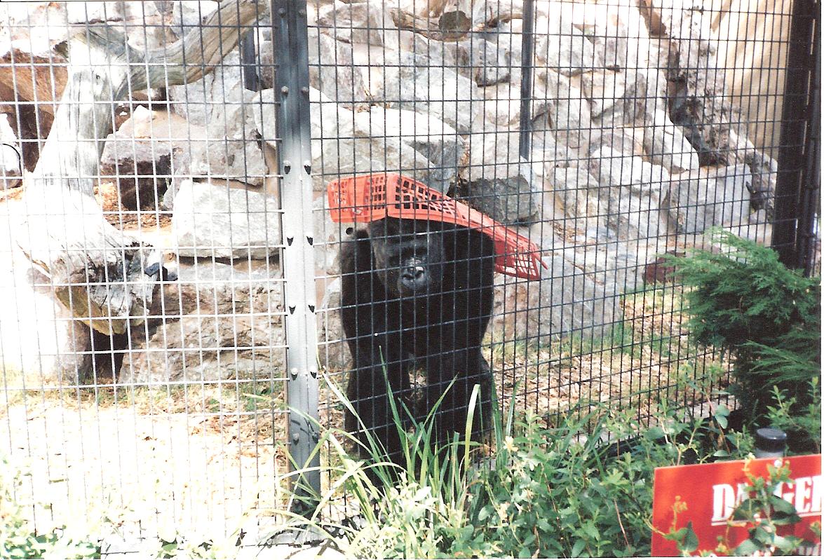 Bristol Zoo July 1989 - Outside Gorilla Enclosure