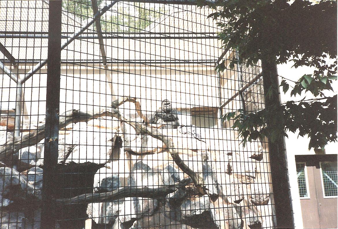 Bristol Zoo July 1989 - Outside Gorilla Enclosure