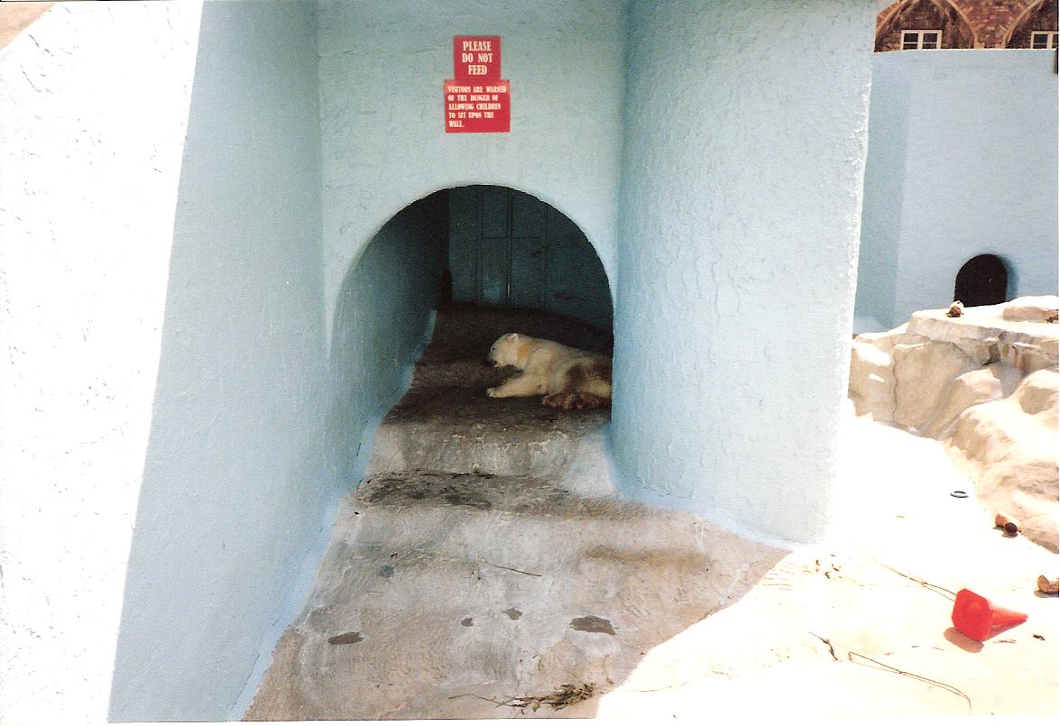 Bristol Zoo July 1989 - Polar Bear Pit