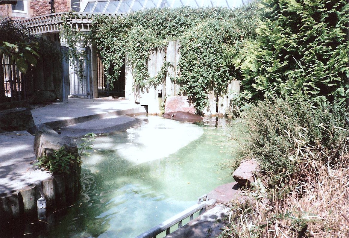 Bristol Zoo July 1989 - Pygmy Hippo Pool
