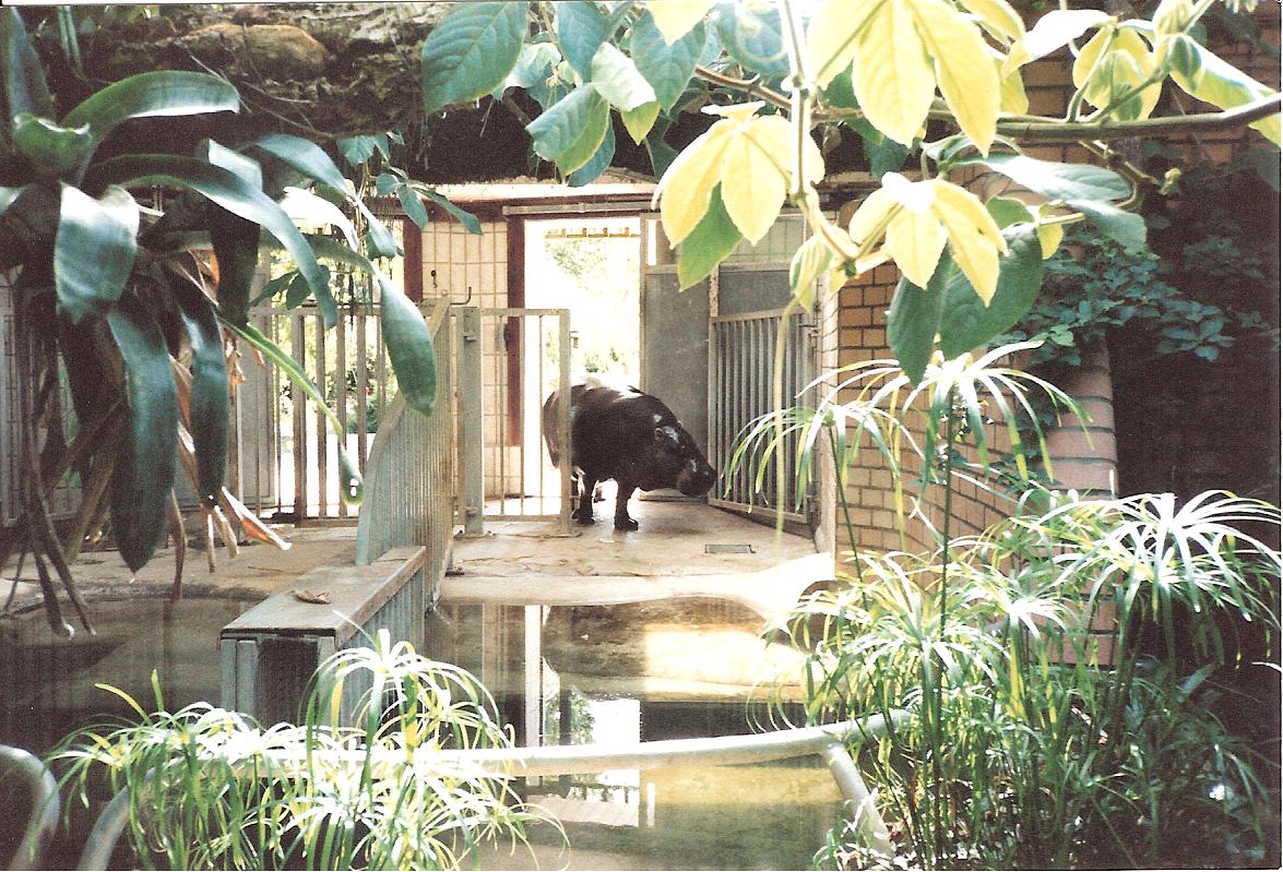 Bristol Zoo July 1989 - Pygmy Hippo