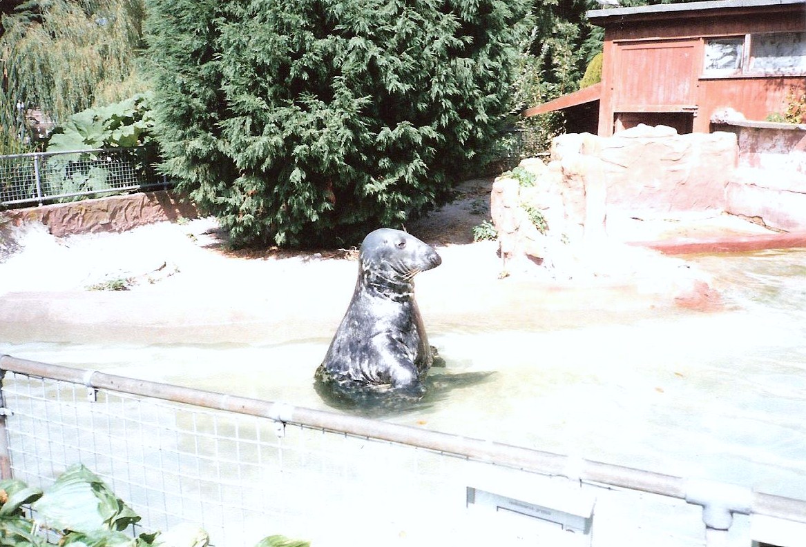 Bristol Zoo July 1989 - Seals