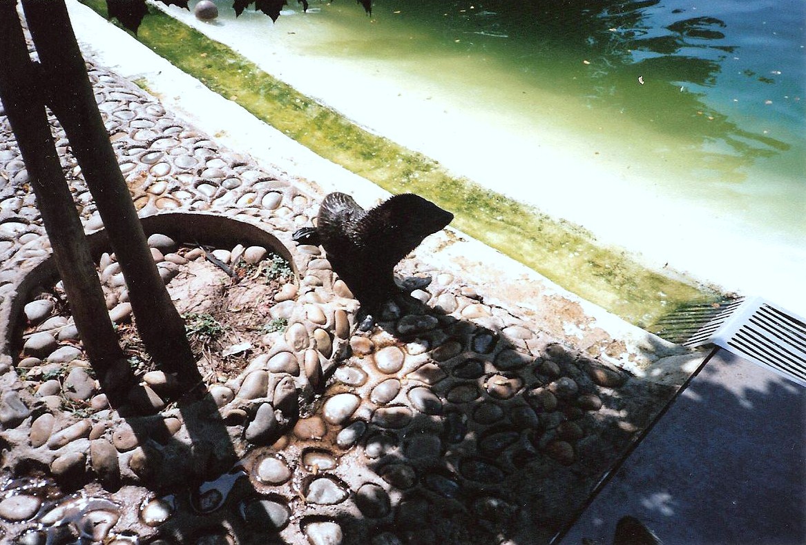 Bristol Zoo July 1989 - Seals
