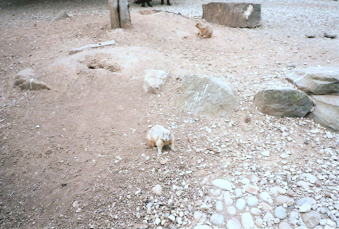 Bristol Zoo July 1989 - South American Enclosure