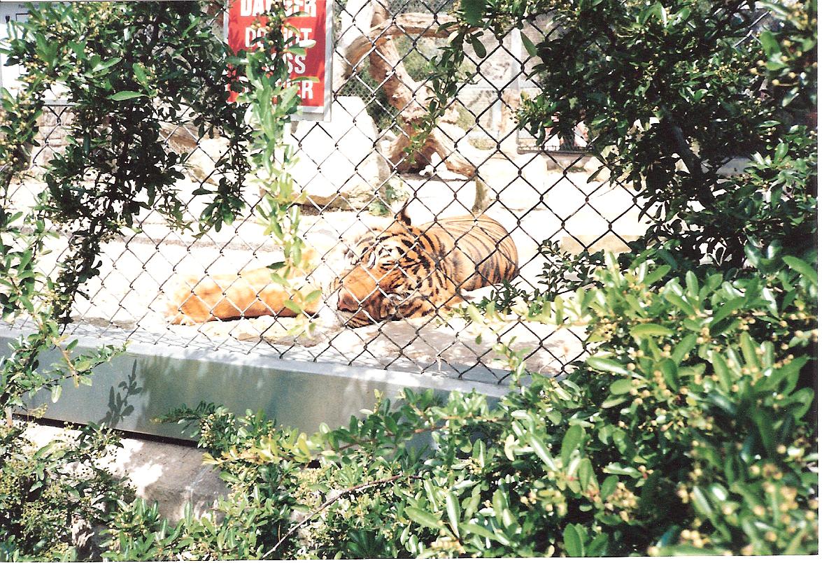 Bristol Zoo July 1989 - Tigers