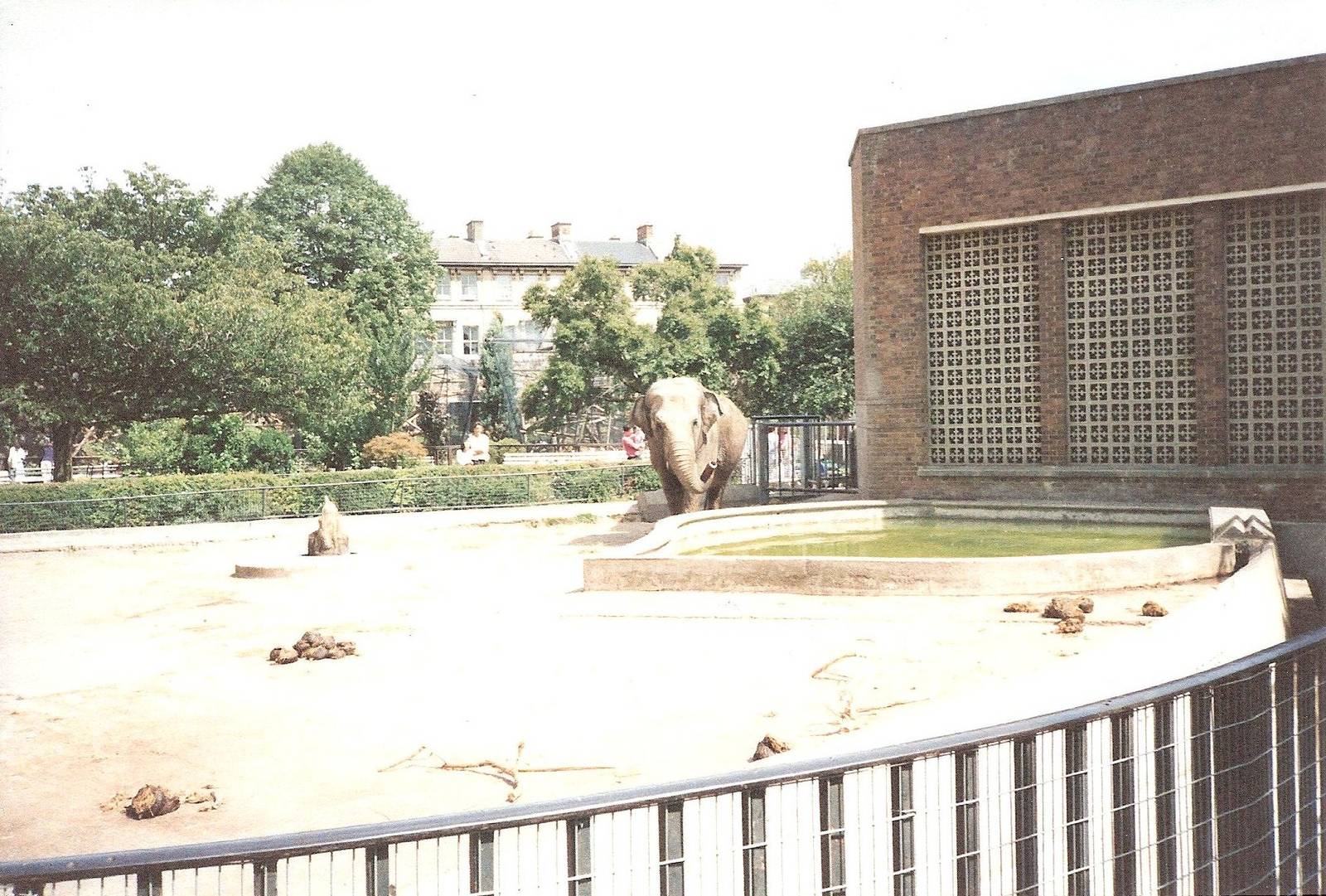 Bristol Zoo July 1989 - Wendy the Elephant