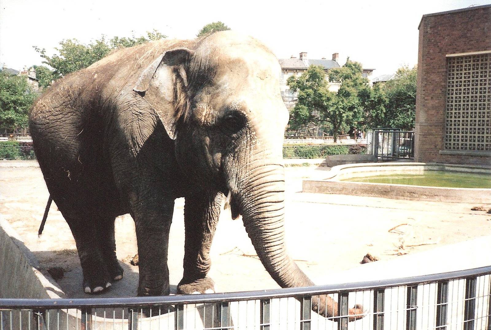 Bristol Zoo July 1989 - Wendy the Elephant