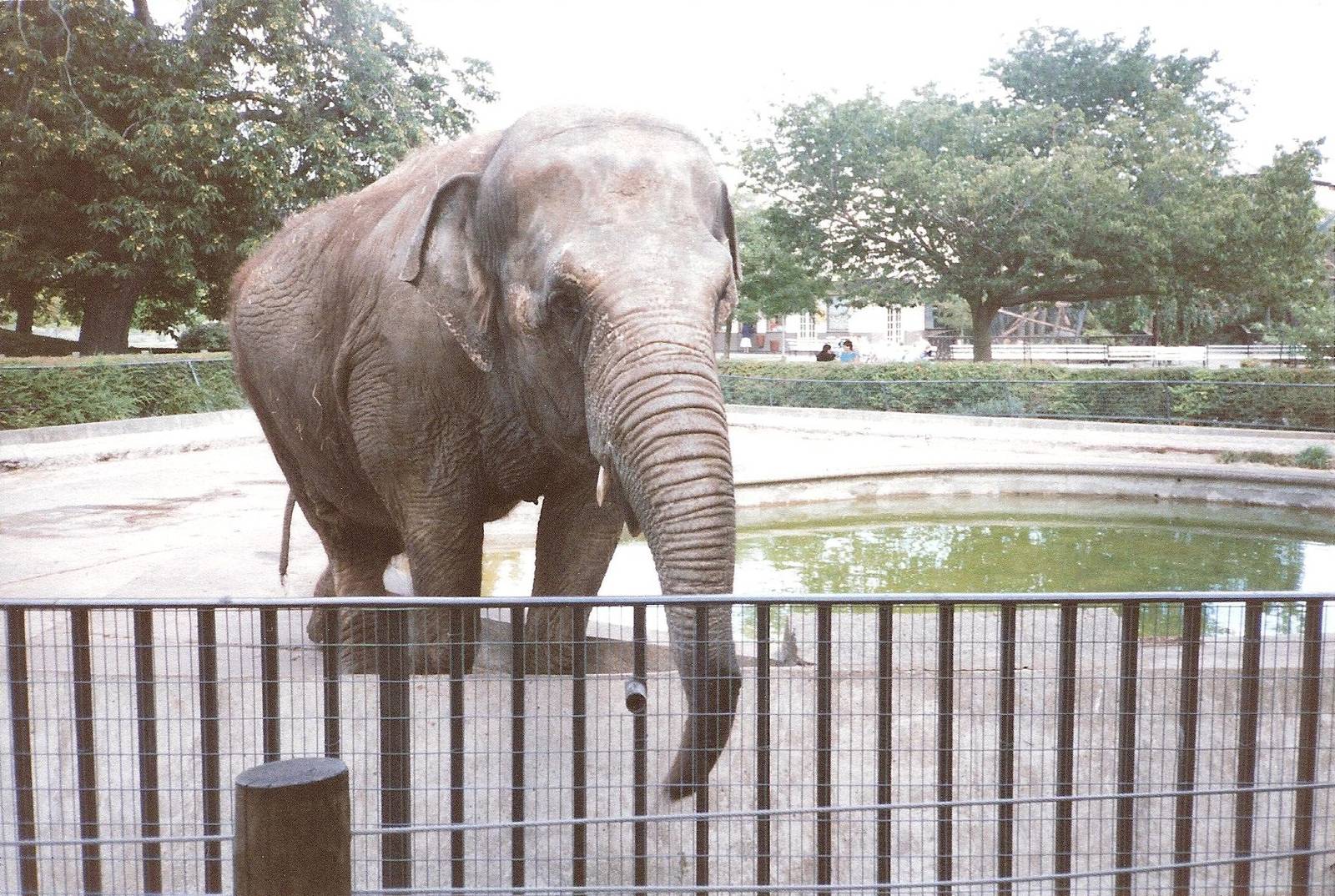 Bristol Zoo July 1989 - Wendy the Elephant