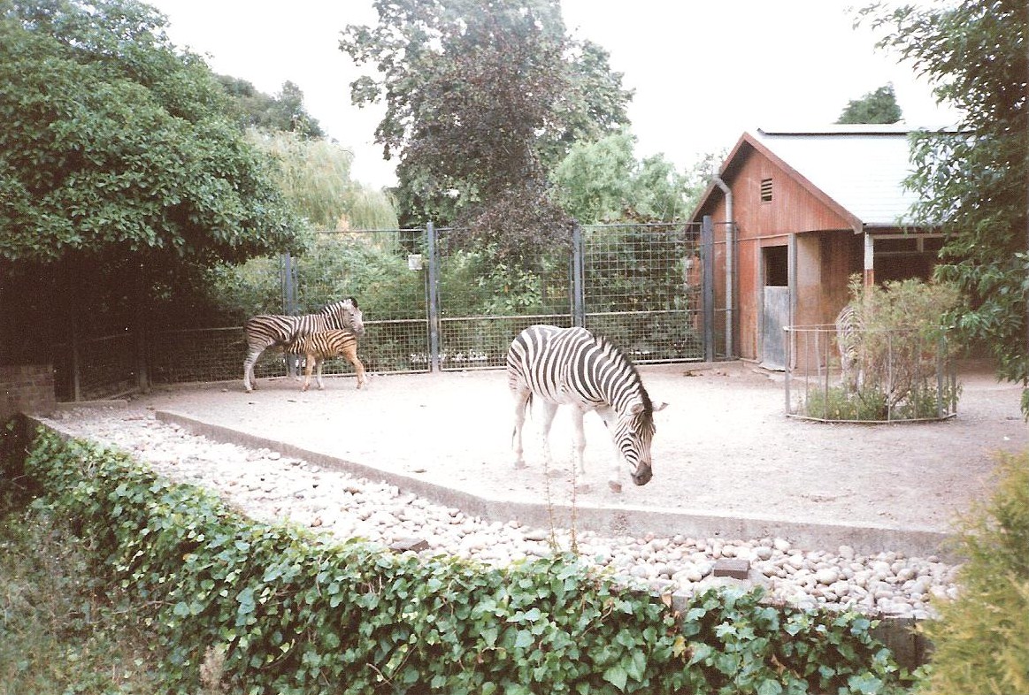 Bristol Zoo July 1989 - Zebra Enclosure