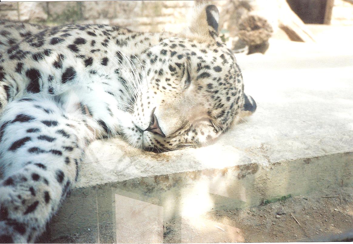Bristol Zoo July 1989