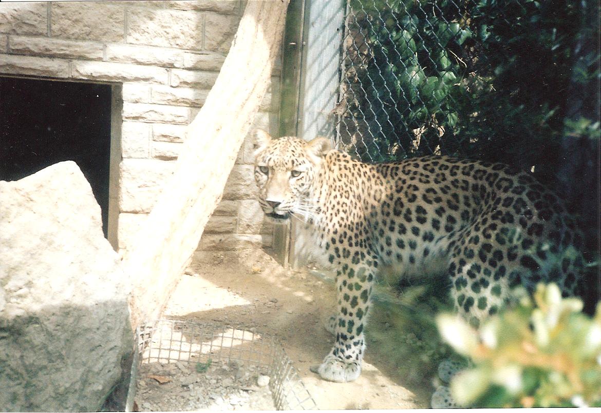 Bristol Zoo July 1989