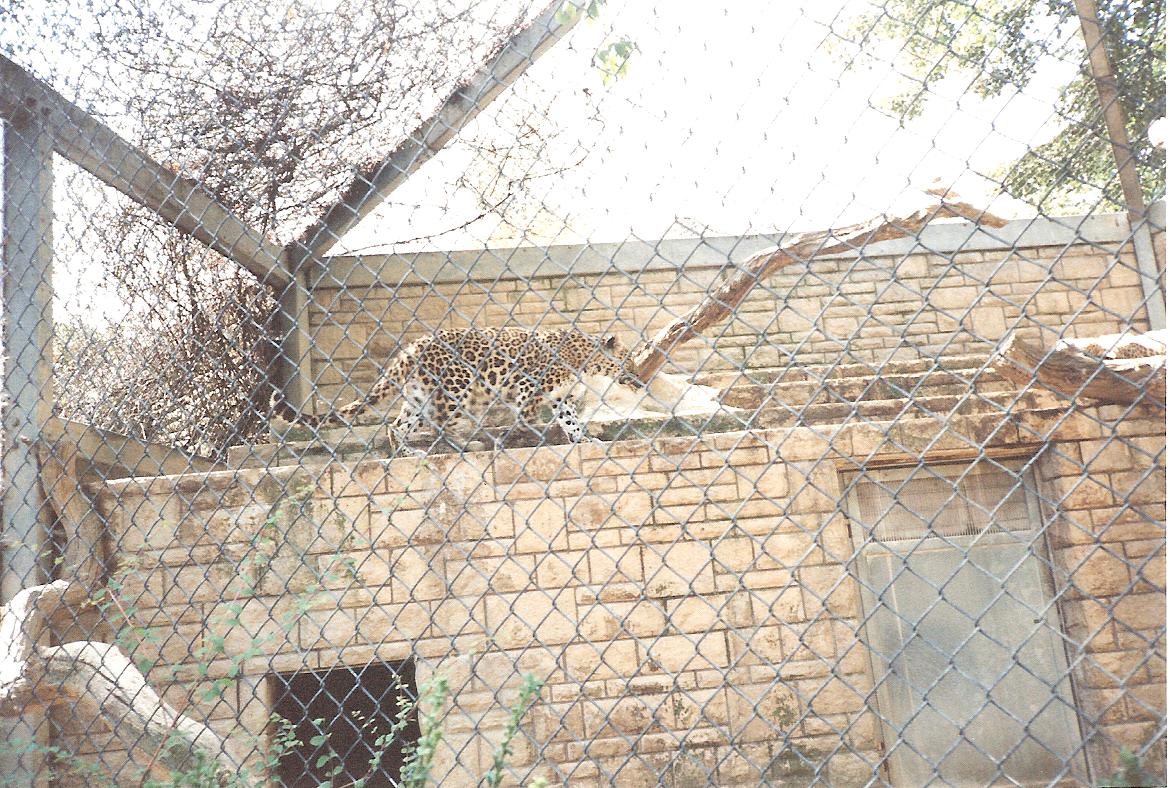 Bristol Zoo July 1989