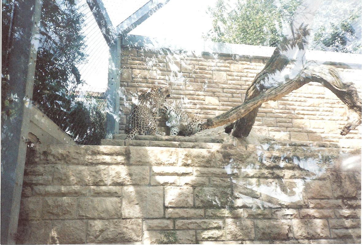 Bristol Zoo July 1989