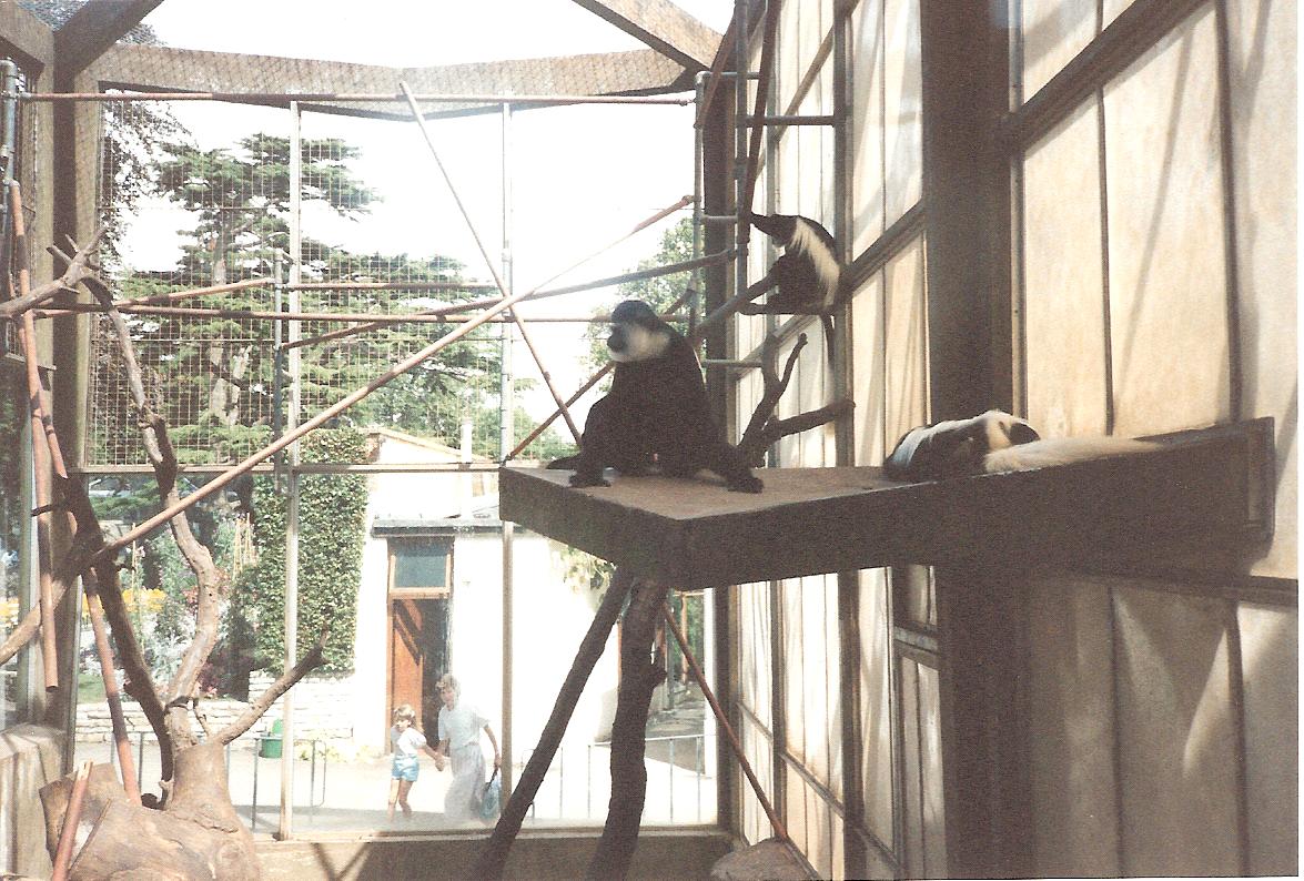 Bristol Zoo July 1989
