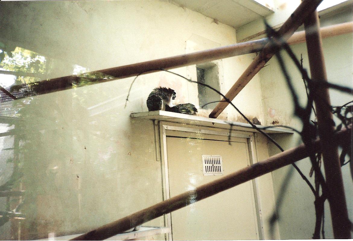 Bristol Zoo July 1989