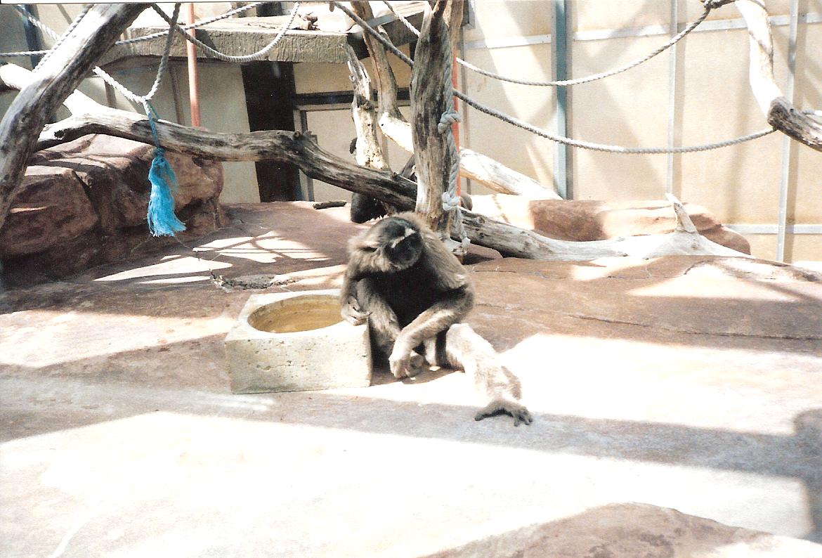 Bristol Zoo July 1989