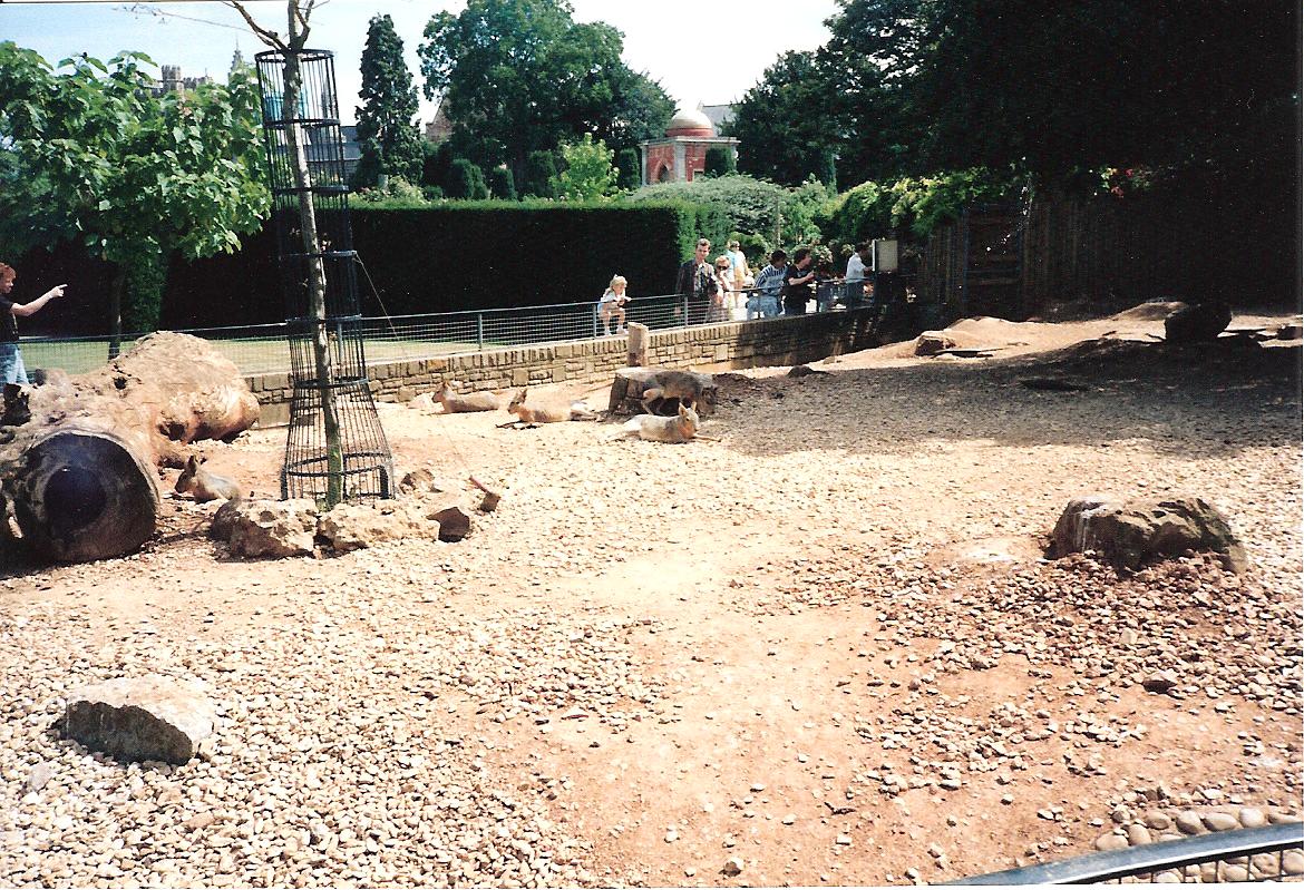 Bristol Zoo July 1989