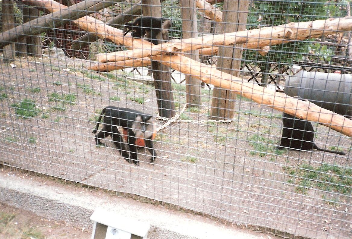 Bristol Zoo July 1989