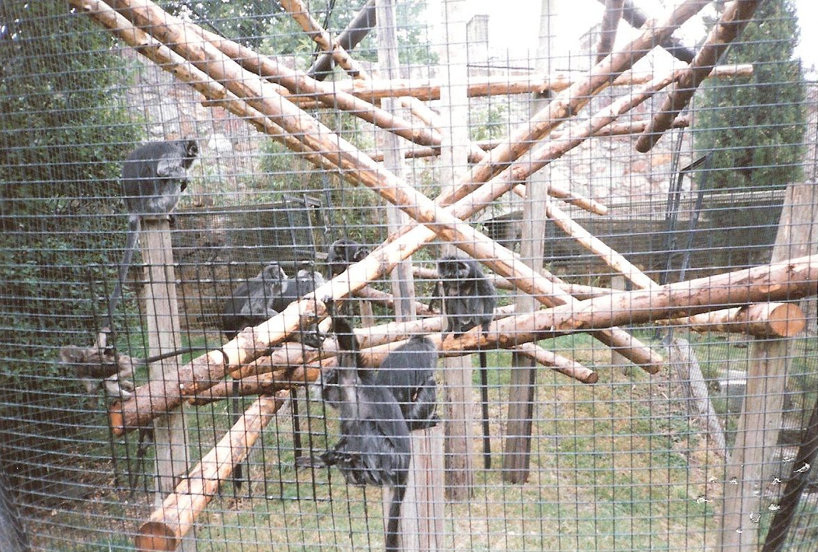 Bristol Zoo July 1989