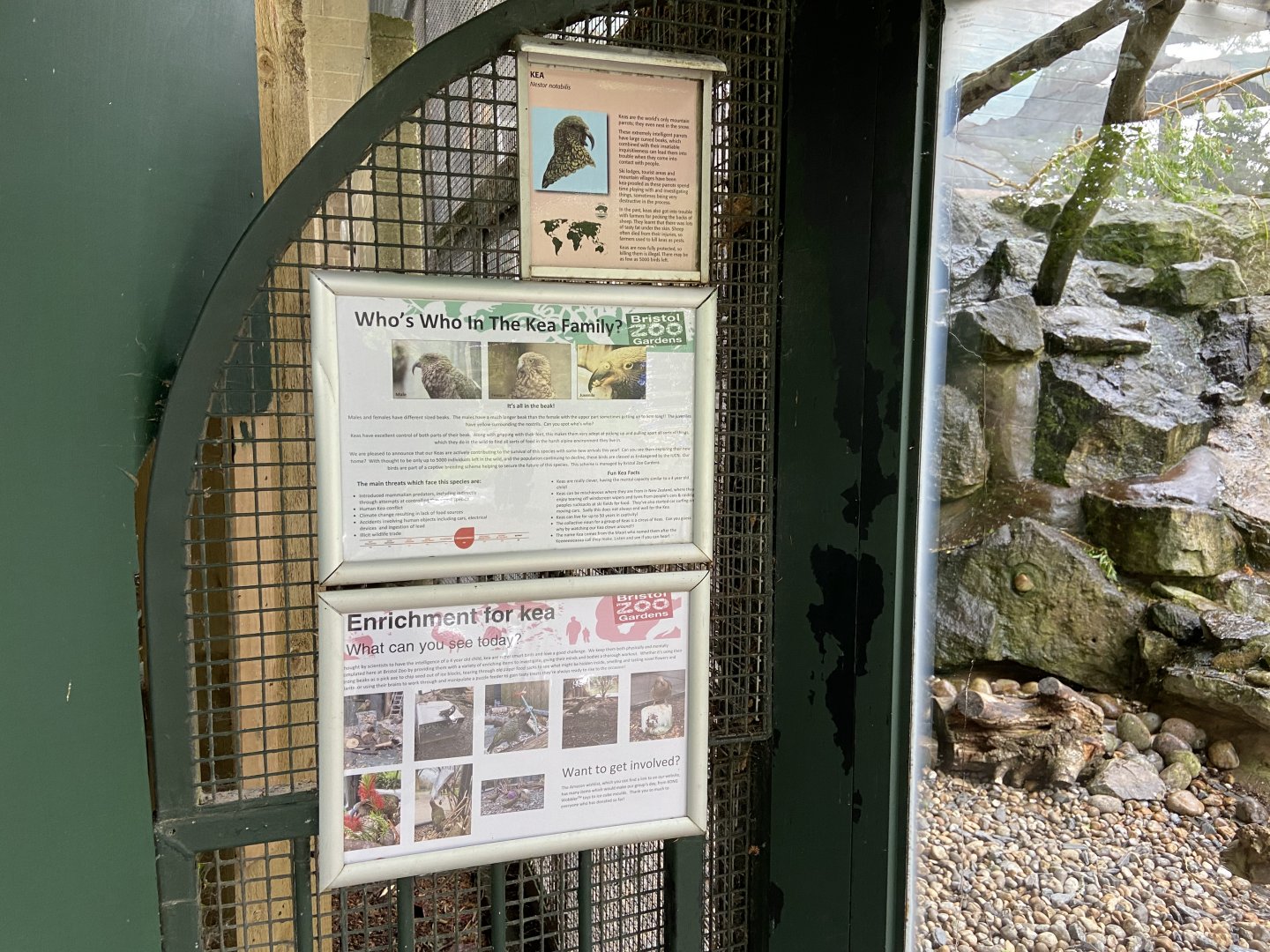 Bristol Zoo kea aviary