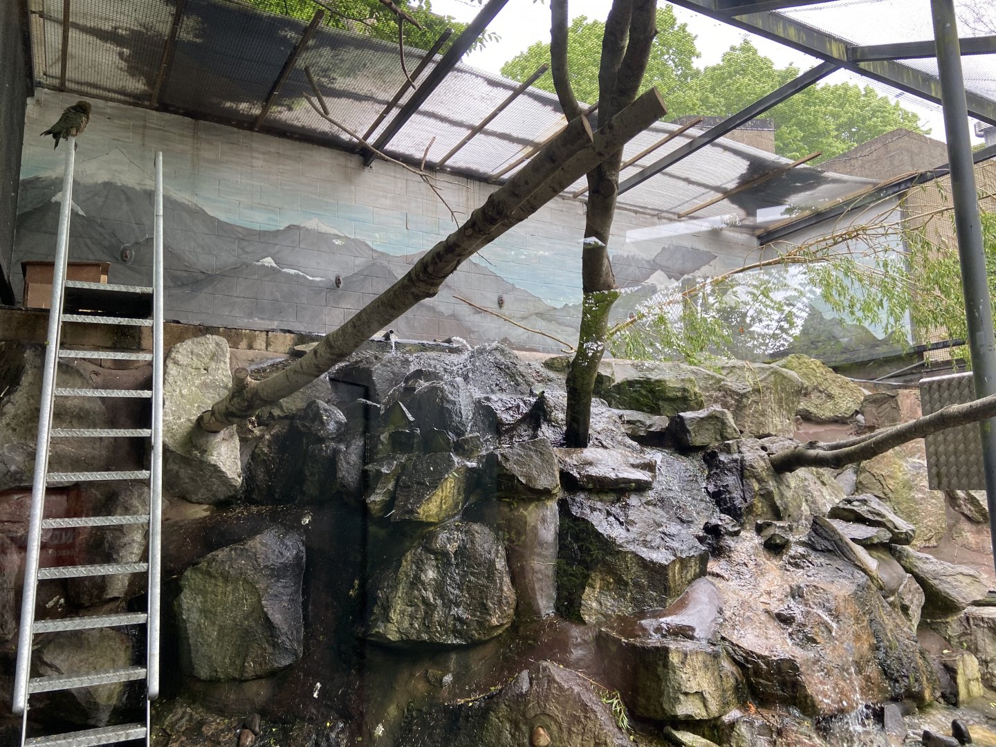 Bristol Zoo kea aviary