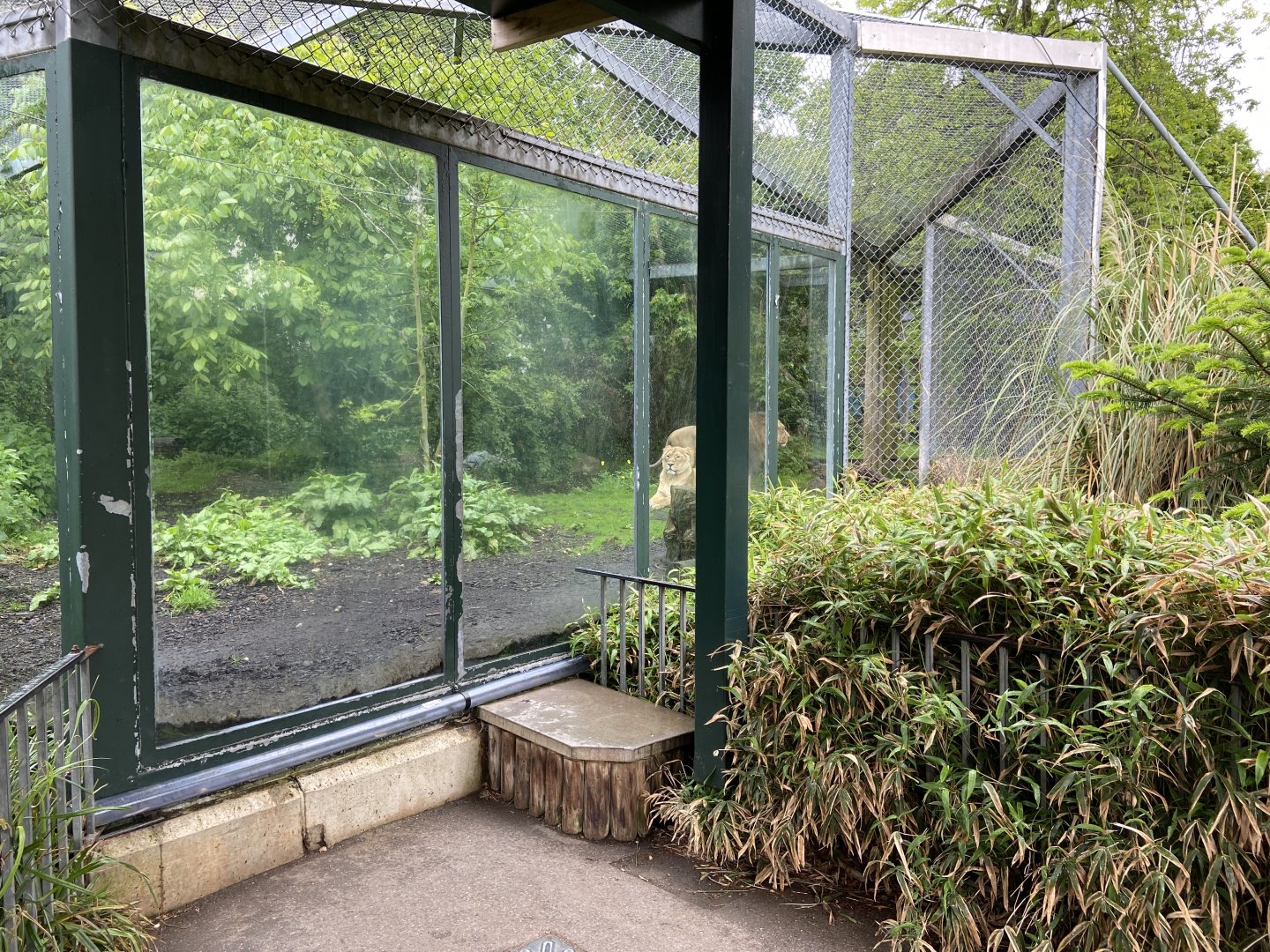 Bristol Zoo lion enclosure