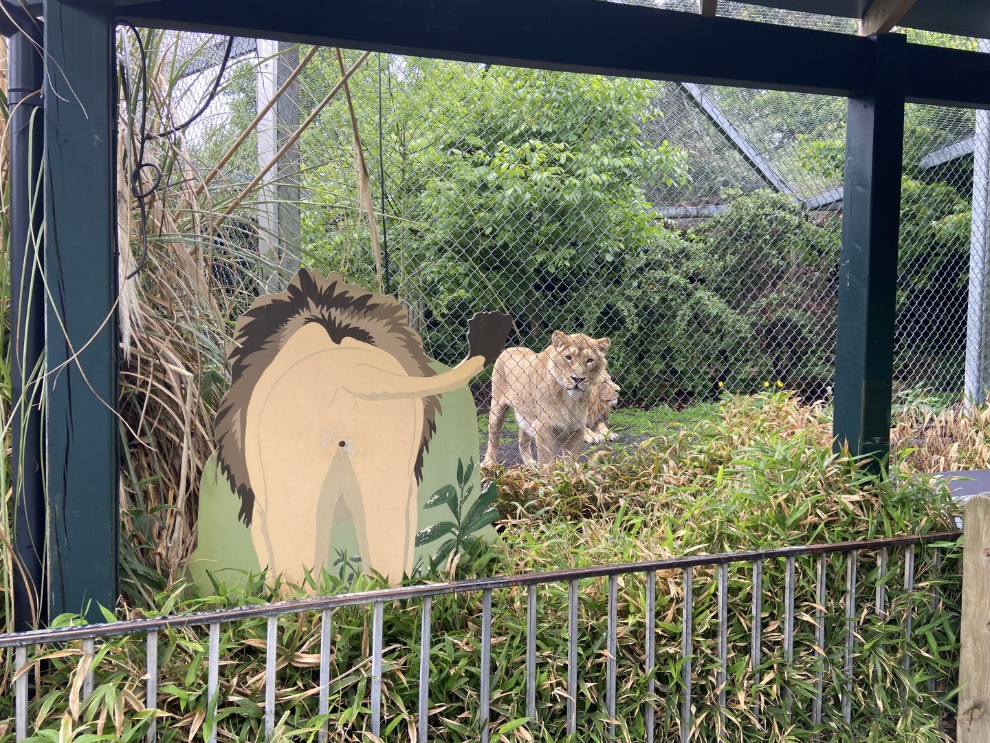 Bristol Zoo lion enclosure