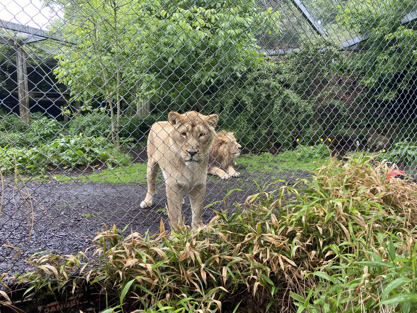 Bristol Zoo lion enclosure