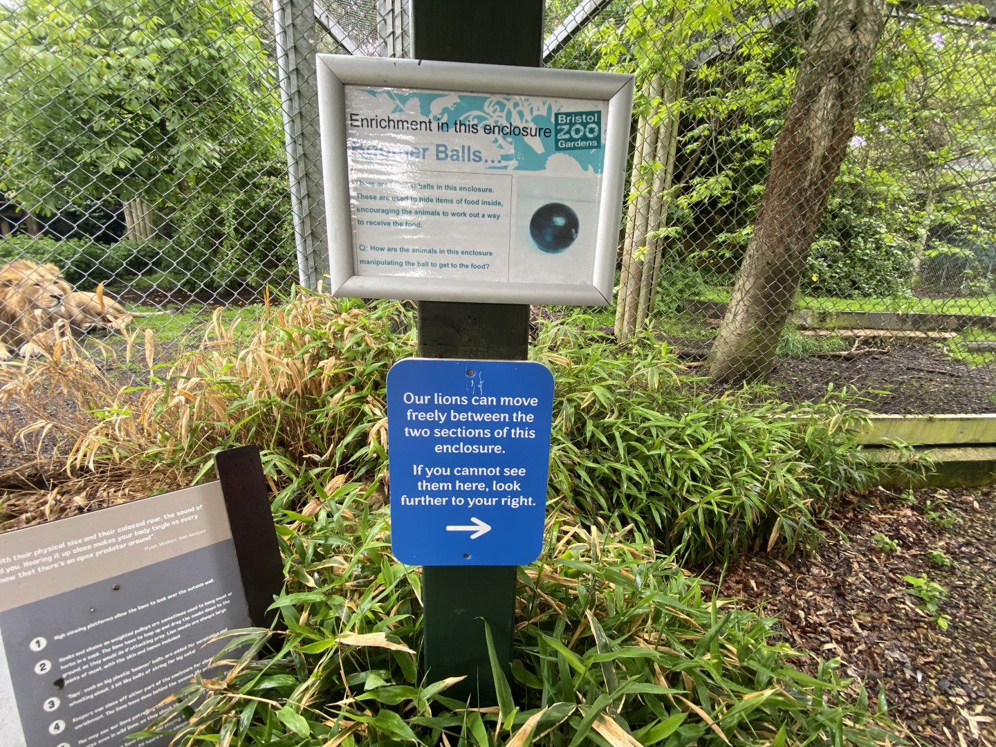 Bristol Zoo lion enclosure