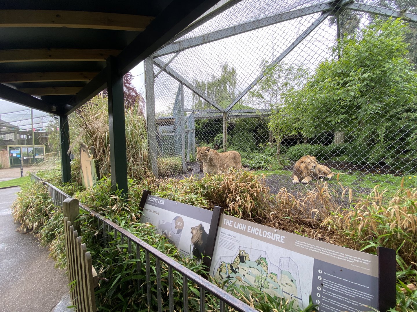 Bristol Zoo lion enclosure