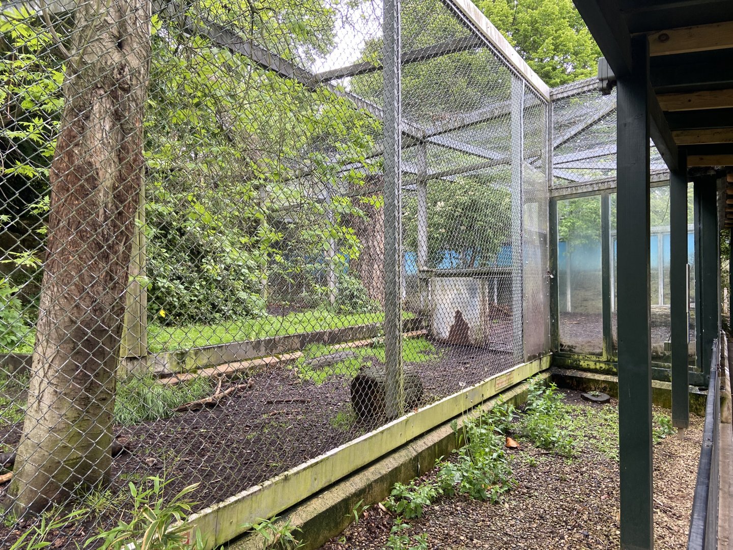 Bristol Zoo lion enclosure