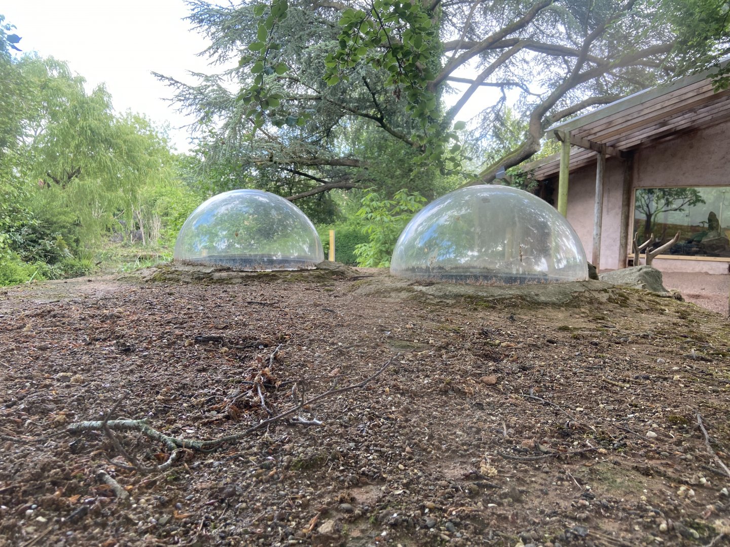 Bristol Zoo Meerkat Lookout
