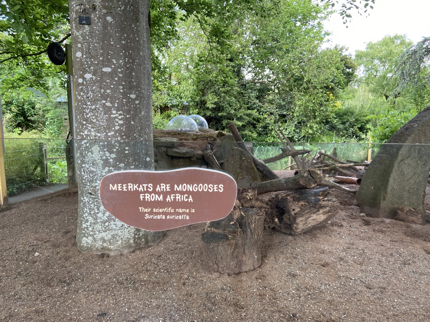 Bristol Zoo Meerkat Lookout