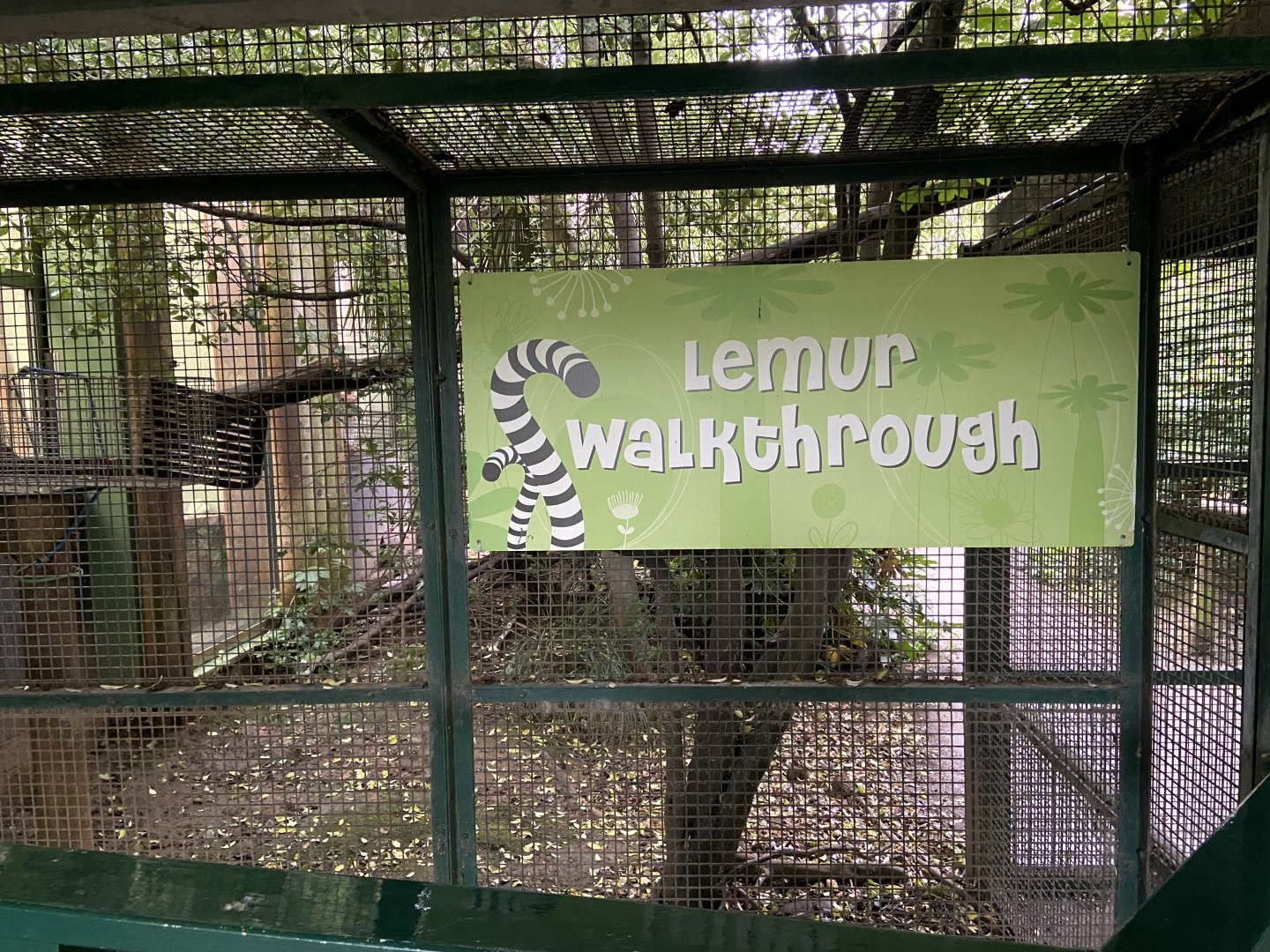 Bristol Zoo Monkey Jungle lemur walkthrough