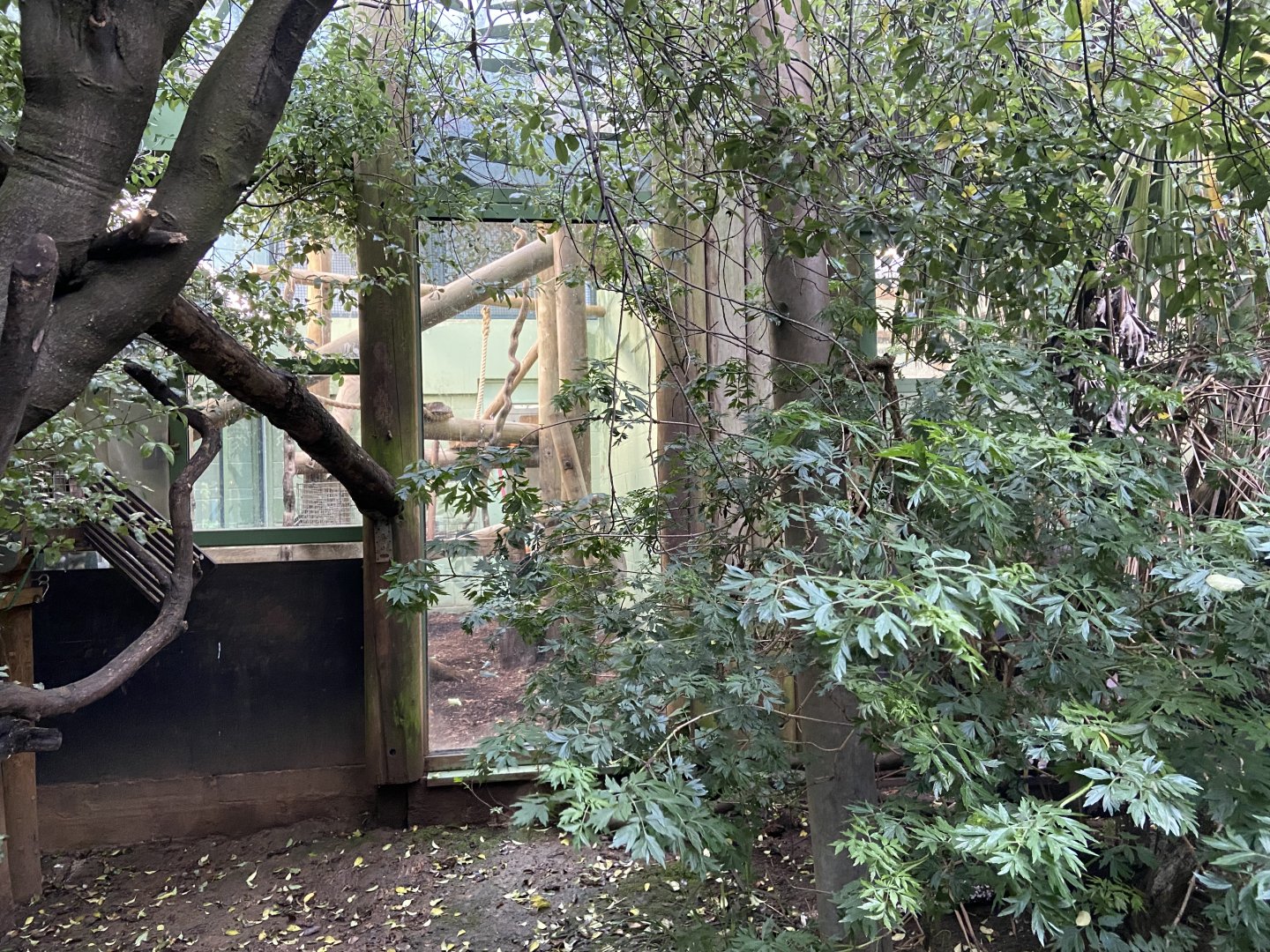 Bristol Zoo Monkey Jungle lemur walkthrough