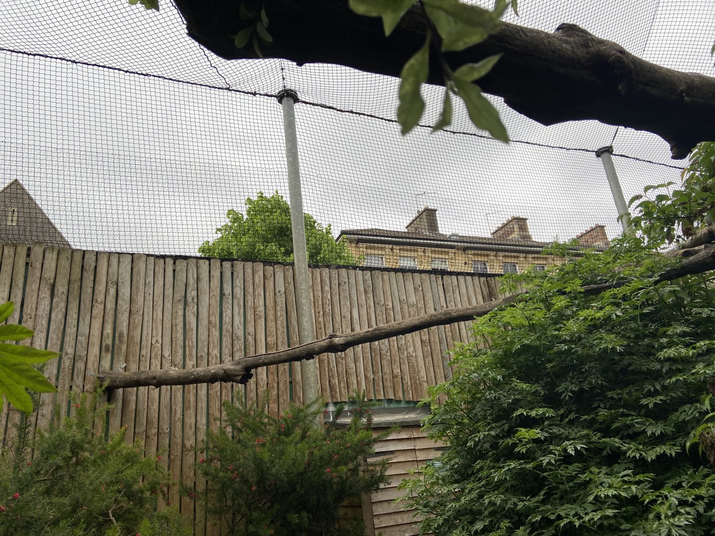 Bristol Zoo Monkey Jungle lemur walkthrough