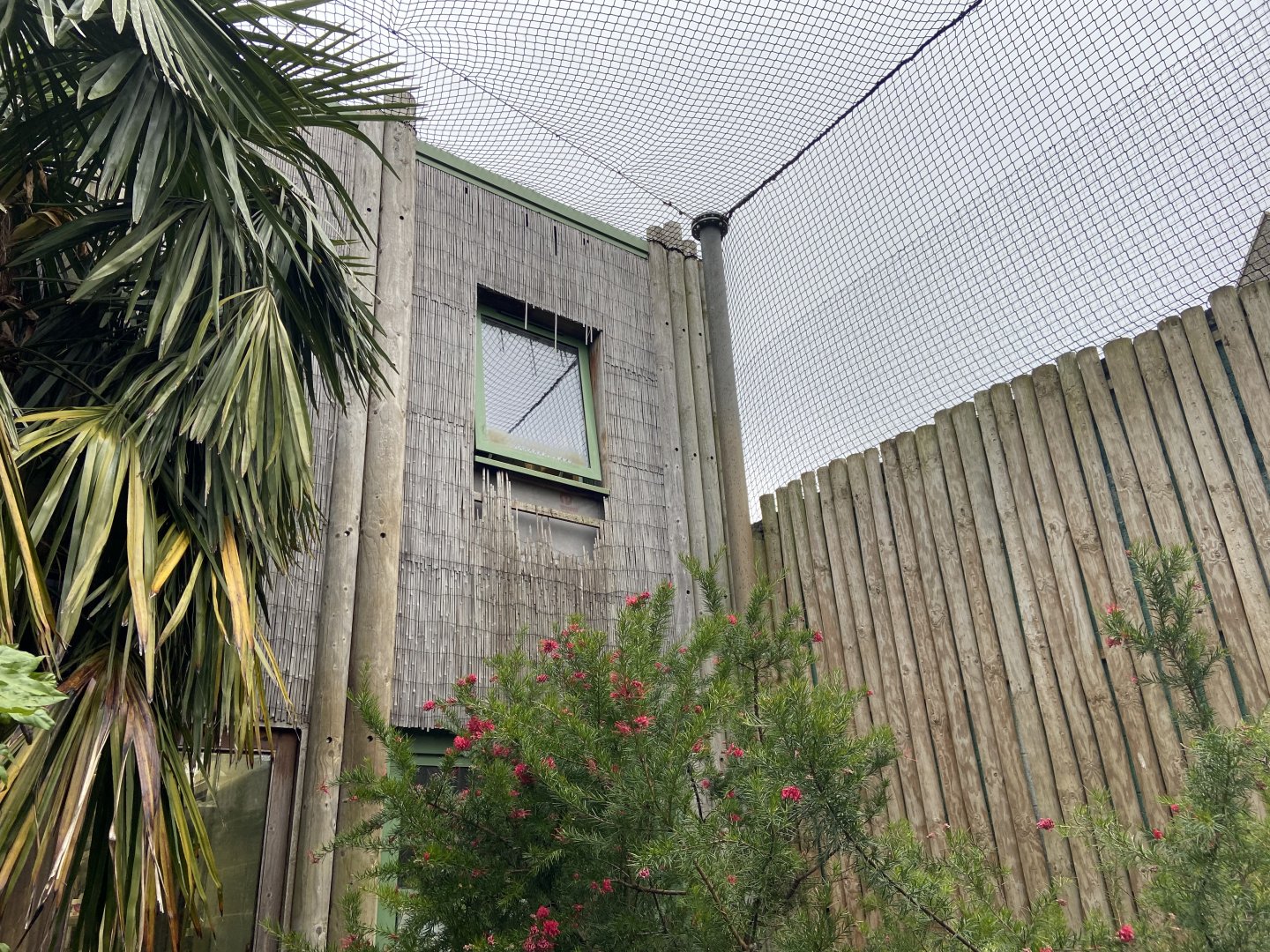 Bristol Zoo Monkey Jungle lemur walkthrough