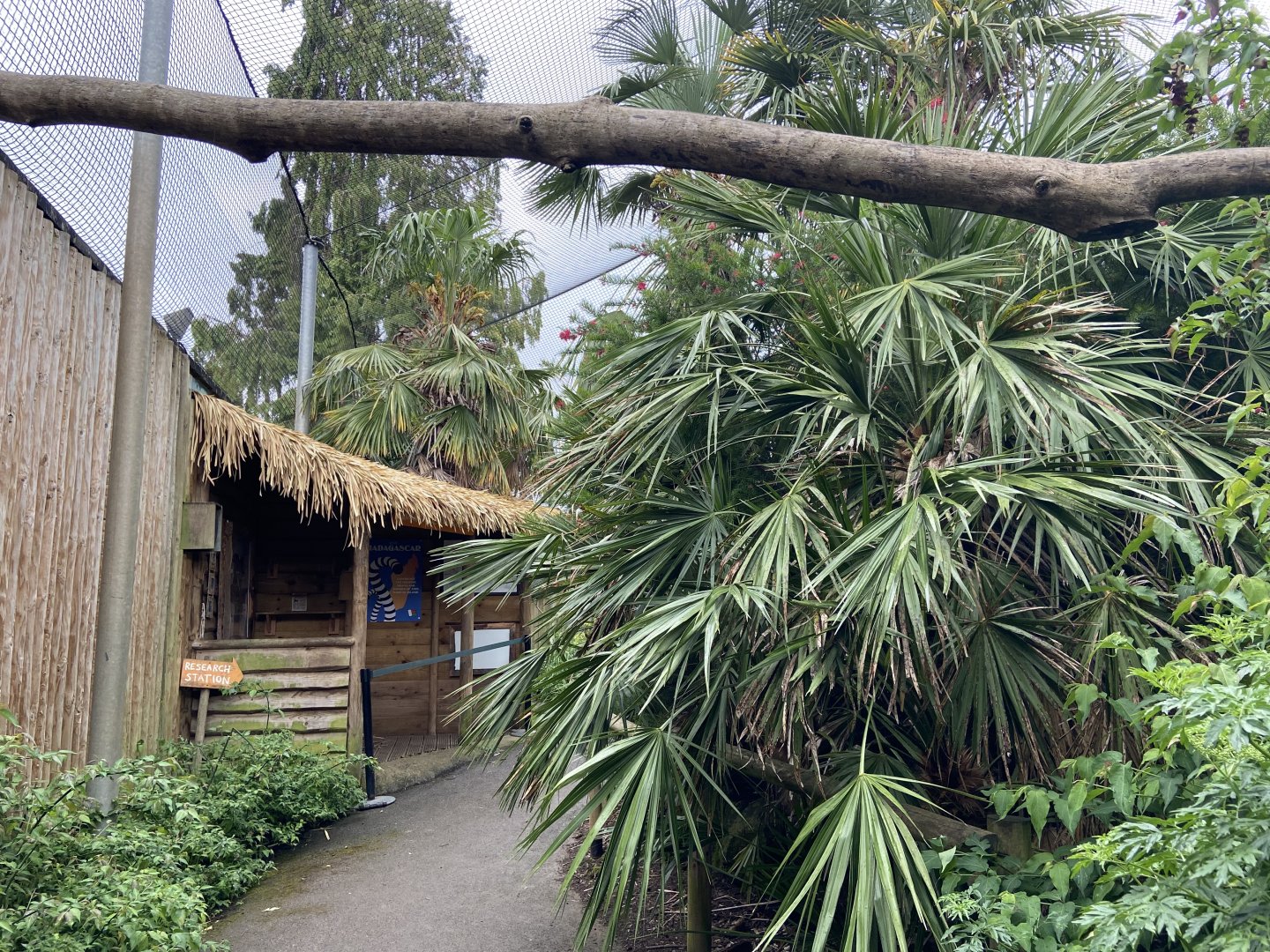 Bristol Zoo Monkey Jungle lemur walkthrough