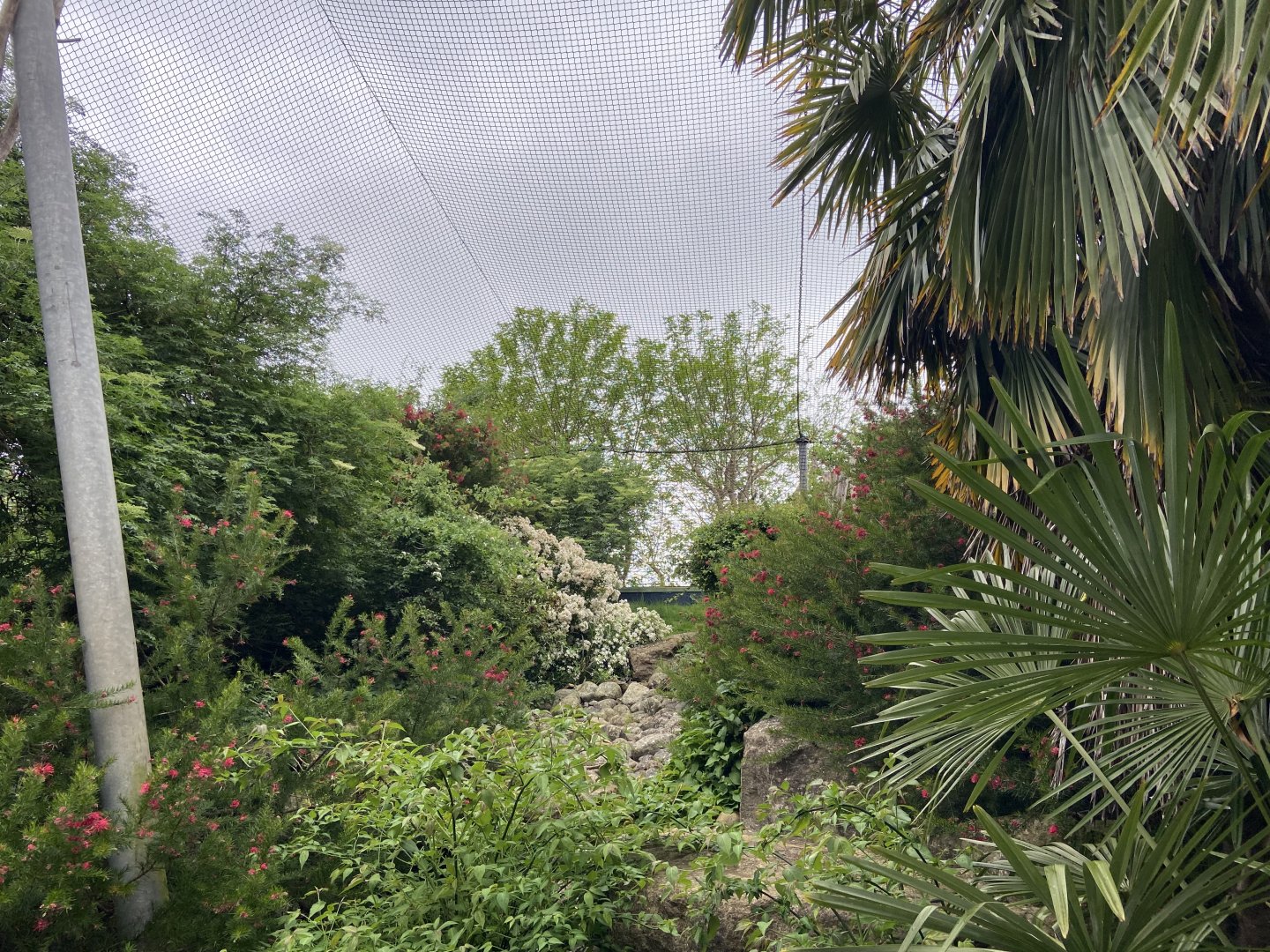 Bristol Zoo Monkey Jungle lemur walkthrough