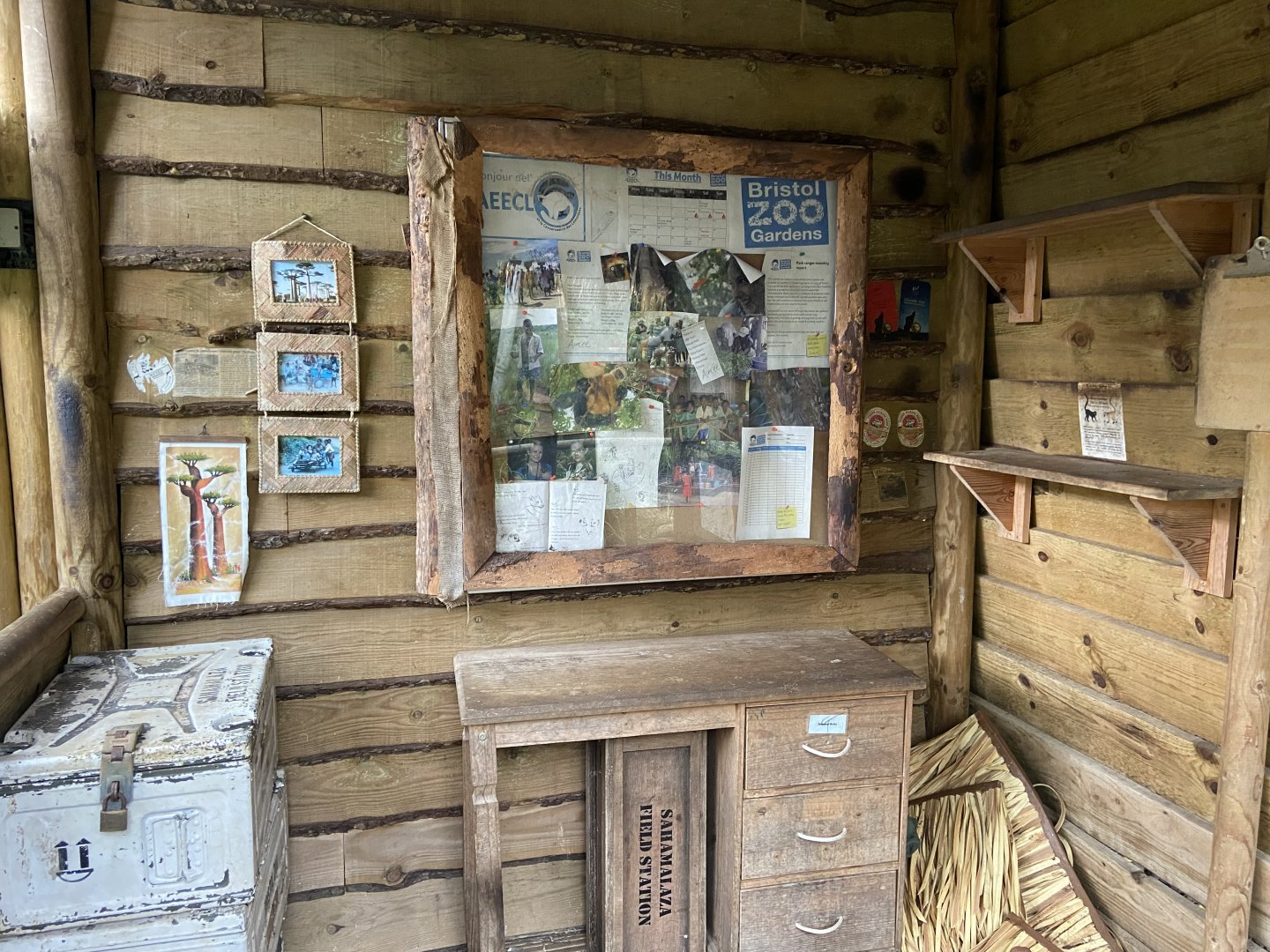 Bristol Zoo Monkey Jungle lemur walkthrough