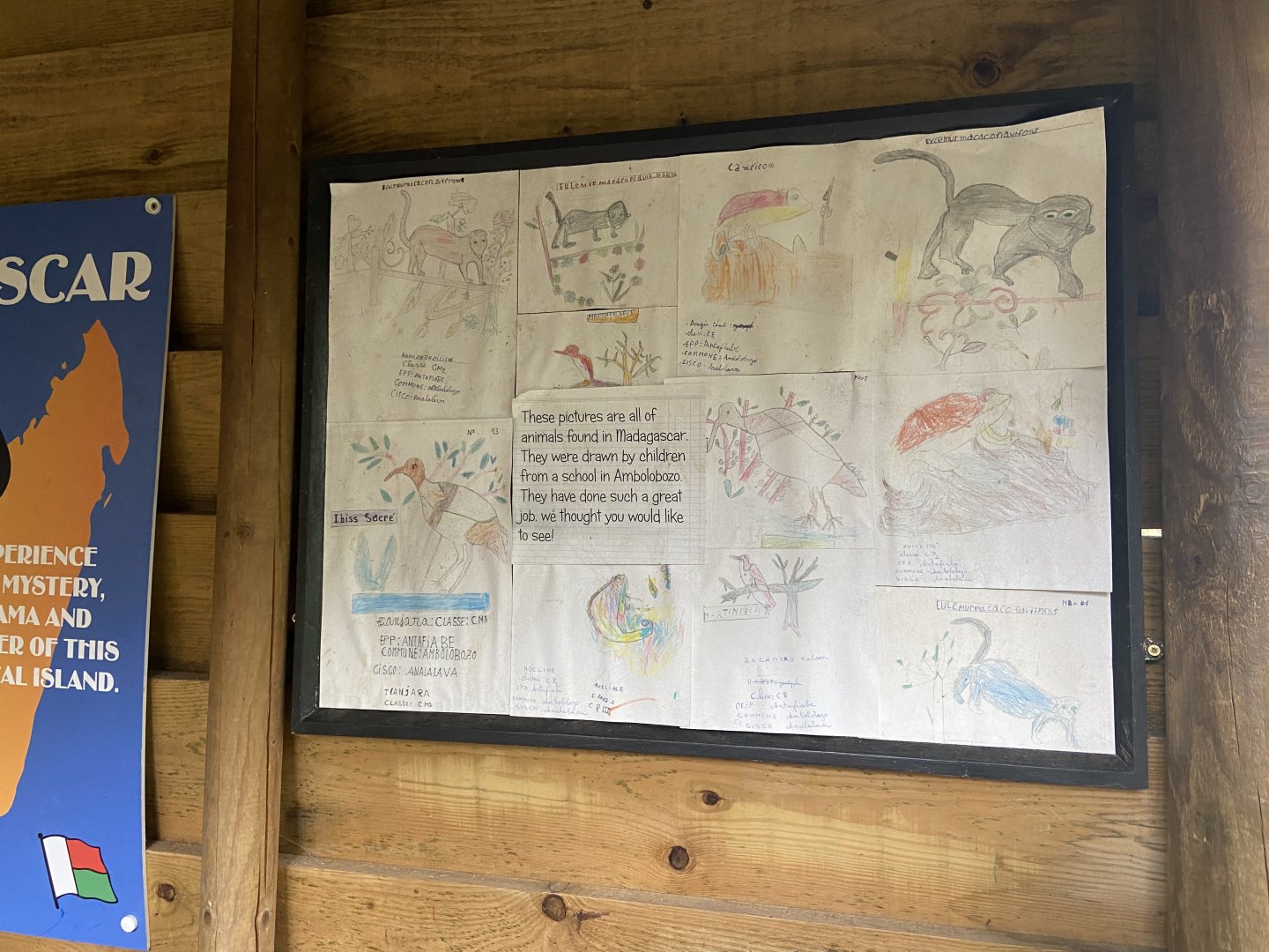 Bristol Zoo Monkey Jungle lemur walkthrough