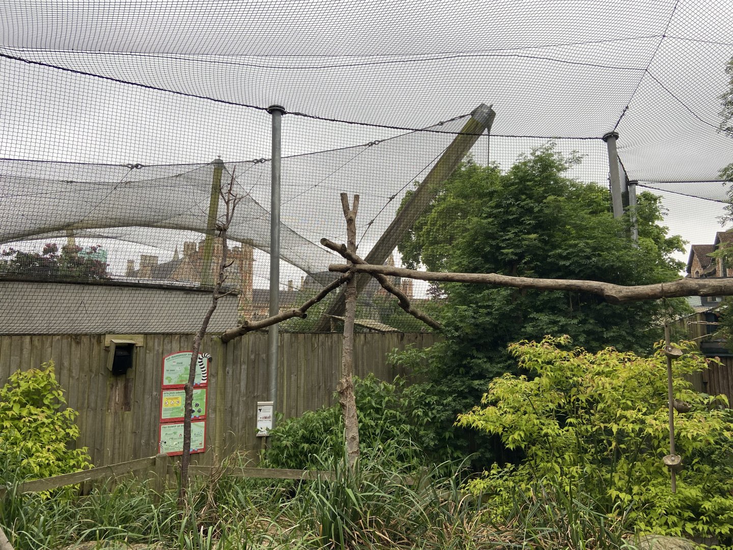 Bristol Zoo Monkey Jungle lemur walkthrough